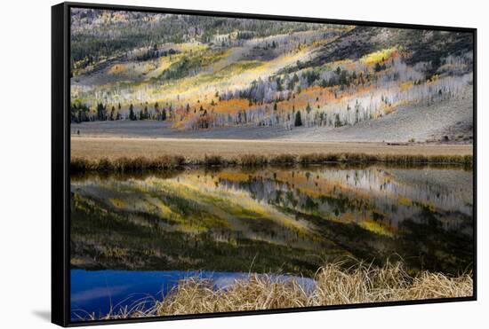 Pond reflects aspen trees and conifers. Fishlake, Utah, USA-Scott T. Smith-Framed Stretched Canvas