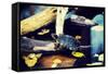 Pond Slider Turtle in the Wild-B-D-S-Framed Stretched Canvas