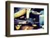 Pond Slider Turtle in the Wild-B-D-S-Framed Photographic Print