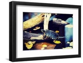 Pond Slider Turtle in the Wild-B-D-S-Framed Photographic Print