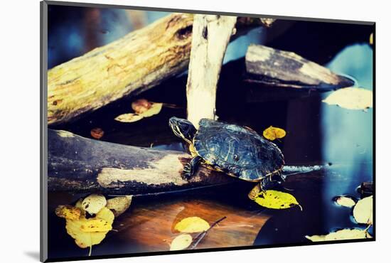 Pond Slider Turtle in the Wild-B-D-S-Mounted Photographic Print