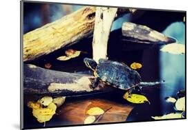 Pond Slider Turtle in the Wild-B-D-S-Mounted Photographic Print