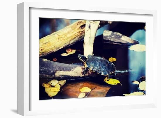 Pond Slider Turtle in the Wild-B-D-S-Framed Photographic Print