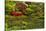 Pond, Strolling Garden, Portland Japanese Garden, Oregon, Usa-Michel Hersen-Stretched Canvas