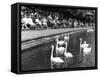 Pond Swans-null-Framed Stretched Canvas