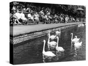 Pond Swans-null-Stretched Canvas