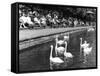 Pond Swans-null-Framed Stretched Canvas