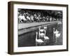Pond Swans-null-Framed Photographic Print