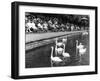 Pond Swans-null-Framed Photographic Print