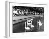 Pond Swans-null-Framed Photographic Print