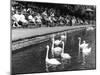 Pond Swans-null-Mounted Photographic Print