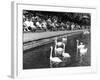 Pond Swans-null-Framed Photographic Print