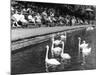 Pond Swans-null-Mounted Photographic Print