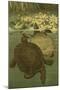 Pond Turtles-Louis Prang-Mounted Art Print