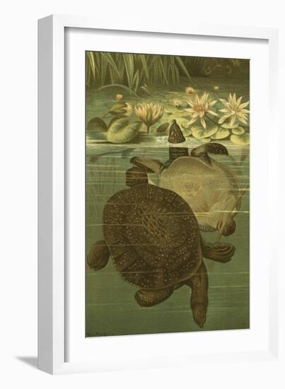 Pond Turtles-Louis Prang-Framed Art Print