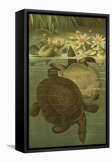 Pond Turtles-Louis Prang-Framed Stretched Canvas