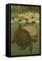 Pond Turtles-Louis Prang-Framed Stretched Canvas