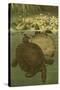 Pond Turtles-Louis Prang-Stretched Canvas