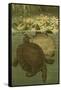 Pond Turtles-Louis Prang-Framed Stretched Canvas