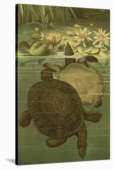 Pond Turtles-Louis Prang-Stretched Canvas