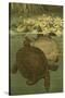 Pond Turtles-Louis Prang-Stretched Canvas