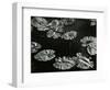 Pond with Lily Pads, Europe, 1968-Brett Weston-Framed Photographic Print