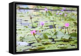 Pond with Pink Water Lilies-jpldesigns-Framed Stretched Canvas