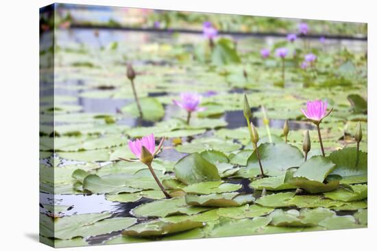 Pond with Pink Water Lilies-jpldesigns-Stretched Canvas