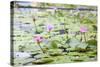 Pond with Pink Water Lilies-jpldesigns-Stretched Canvas