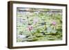 Pond with Pink Water Lilies-jpldesigns-Framed Photographic Print