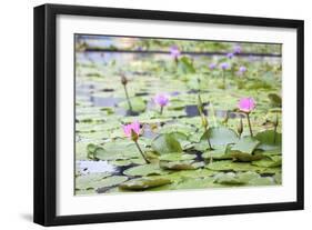 Pond with Pink Water Lilies-jpldesigns-Framed Photographic Print