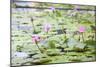 Pond with Pink Water Lilies-jpldesigns-Mounted Photographic Print