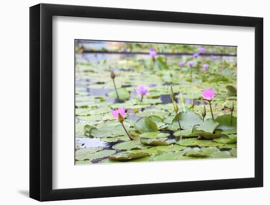 Pond with Pink Water Lilies-jpldesigns-Framed Photographic Print