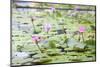 Pond with Pink Water Lilies-jpldesigns-Mounted Photographic Print