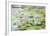 Pond with Pink Water Lilies-jpldesigns-Framed Photographic Print