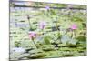 Pond with Pink Water Lilies-jpldesigns-Mounted Photographic Print