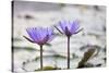 Pond with Purple Water Lily Flower-jpldesigns-Stretched Canvas