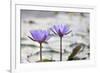 Pond with Purple Water Lily Flower-jpldesigns-Framed Photographic Print