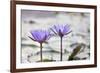 Pond with Purple Water Lily Flower-jpldesigns-Framed Photographic Print