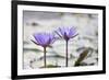 Pond with Purple Water Lily Flower-jpldesigns-Framed Photographic Print