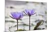 Pond with Purple Water Lily Flower-jpldesigns-Mounted Photographic Print