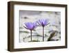 Pond with Purple Water Lily Flower-jpldesigns-Framed Photographic Print