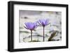 Pond with Purple Water Lily Flower-jpldesigns-Framed Photographic Print