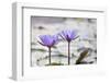 Pond with Purple Water Lily Flower-jpldesigns-Framed Photographic Print