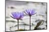 Pond with Purple Water Lily Flower-jpldesigns-Mounted Photographic Print