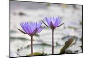 Pond with Purple Water Lily Flower-jpldesigns-Mounted Photographic Print