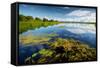 Pond with Water Lilies and Grass at Sunny Summer Day-Dudarev Mikhail-Framed Stretched Canvas