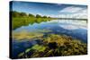 Pond with Water Lilies and Grass at Sunny Summer Day-Dudarev Mikhail-Stretched Canvas