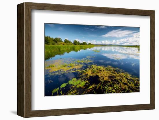 Pond with Water Lilies and Grass at Sunny Summer Day-Dudarev Mikhail-Framed Photographic Print