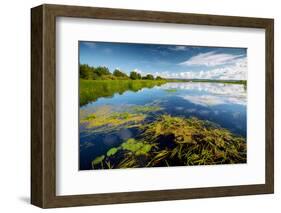 Pond with Water Lilies and Grass at Sunny Summer Day-Dudarev Mikhail-Framed Photographic Print